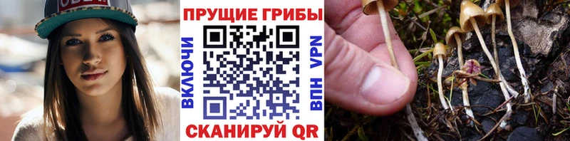 Псилоцибиновые грибы Psilocybine cubensis  мега рабочий сайт  Камызяк  где продают наркотики 